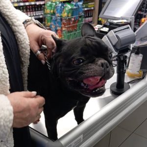 Βρέθηκε σκύλος στα Γαλανέικα Λαμίας