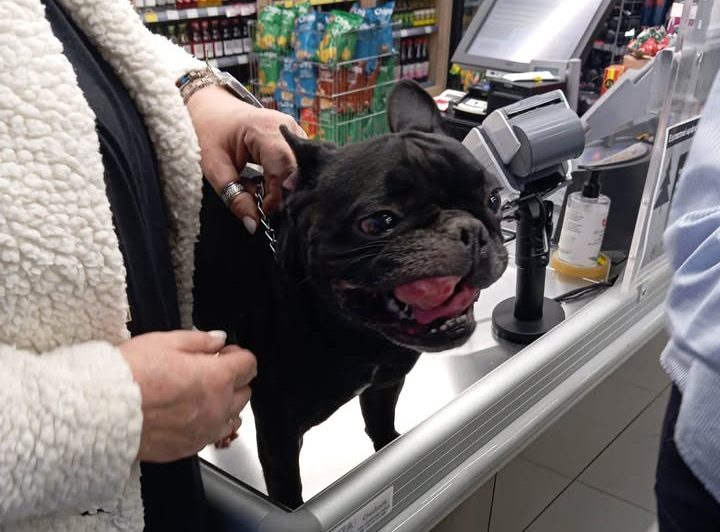 Βρέθηκε σκύλος στα Γαλανέικα Λαμίας