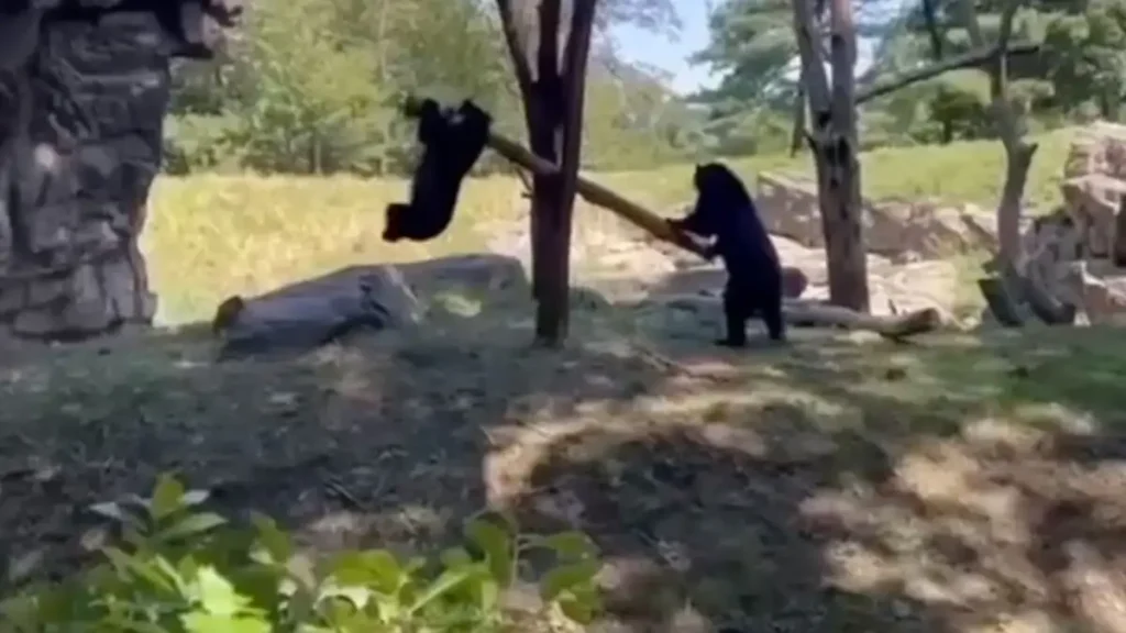 Τρυφερό βίντεο δείχνει δύο αρκούδες να κάνουν τραμπάλα με ένα κλαδί