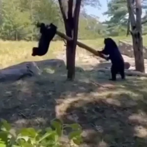 Τρυφερό βίντεο δείχνει δύο αρκούδες να κάνουν τραμπάλα με ένα κλαδί