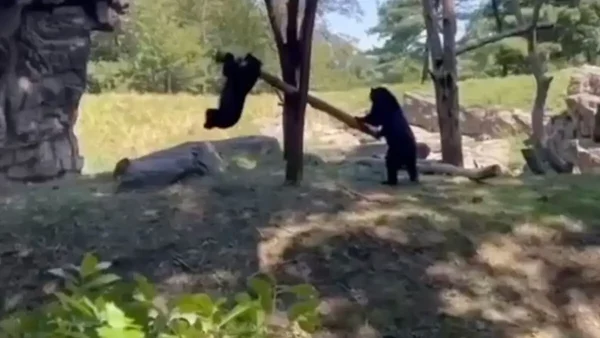 Τρυφερό βίντεο δείχνει δύο αρκούδες να κάνουν τραμπάλα με ένα κλαδί