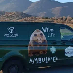 Ασθενοφόρο για αρκούδες, λύκους, ζαρκάδια και ελάφια απέκτησε ο Αρκτούρος