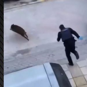 Απίστευτο σκηνικό στη Θεσσαλονίκη με αστυνομικούς να κυνηγάνε αγριογούρουνο στον Εύοσμο, δείτε βίντεο