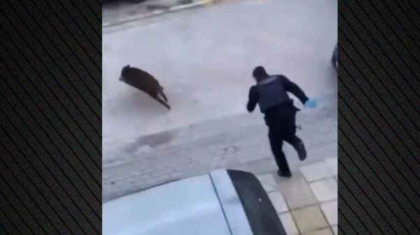 Απίστευτο σκηνικό στη Θεσσαλονίκη με αστυνομικούς να κυνηγάνε αγριογούρουνο στον Εύοσμο, δείτε βίντεο