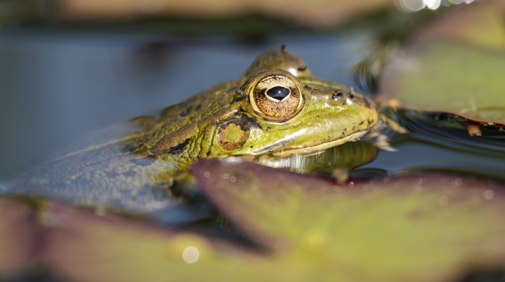 Πανίσχυρη αντικαρκινική ουσία εντόπισαν επιστήμονες στον ιαπωνικό δενδροβάτραχο