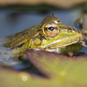 Πανίσχυρη αντικαρκινική ουσία εντόπισαν επιστήμονες στον ιαπωνικό δενδροβάτραχο