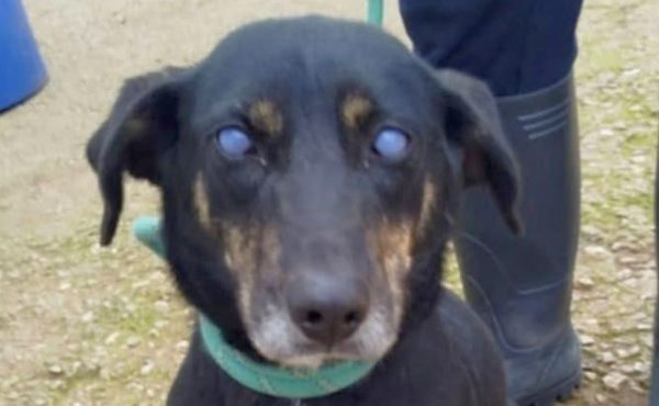 Χάθηκε σκύλος στα Γαλανέικα - Βοηθήστε να τον βρούμε