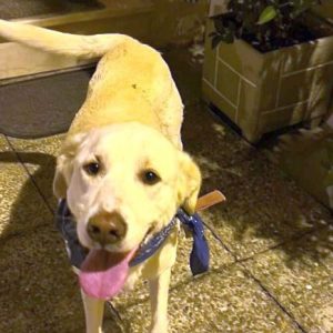 Βρέθηκε σκύλος στην οδό Ασκληπιού - Μήπως τον ψάχνετε;