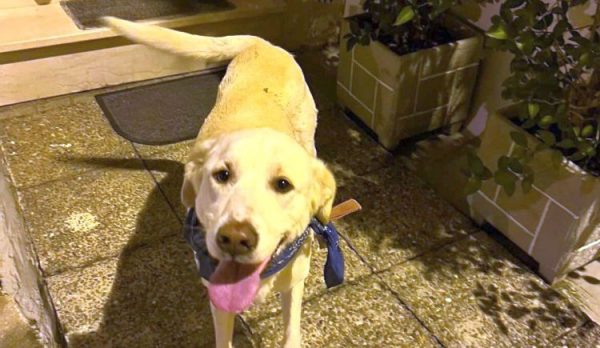 Βρέθηκε σκύλος στην οδό Ασκληπιού - Μήπως τον ψάχνετε;