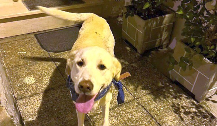 Βρέθηκε σκύλος στην οδό Ασκληπιού - Μήπως τον ψάχνετε;