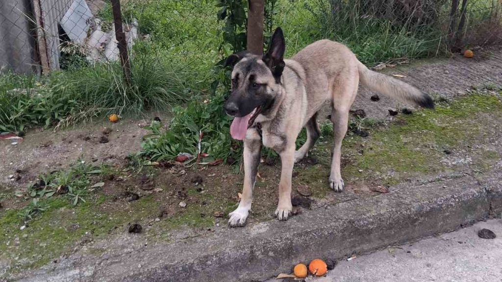 Βρέθηκε σκύλος στη βόρεια πλευρά της Λαμίας