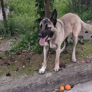 Βρέθηκε σκύλος στη βόρεια πλευρά της Λαμίας