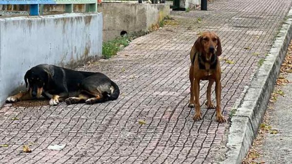 Χάθηκε σκυλίτσα στην περιοχή των Καλυβίων Λαμίας