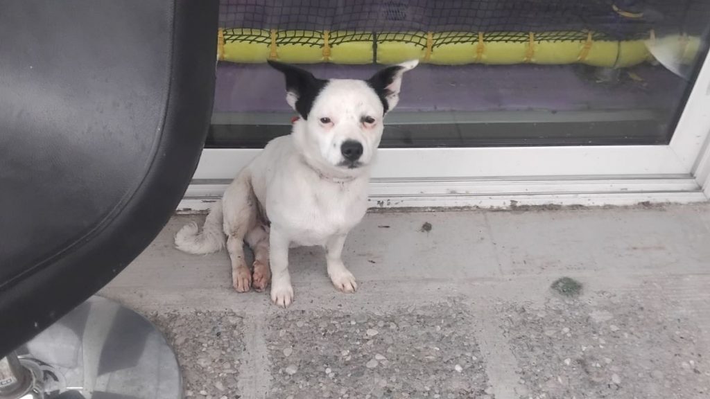 Βρέθηκε το σκυλάκι της φωτογραφίας στη Λαμία