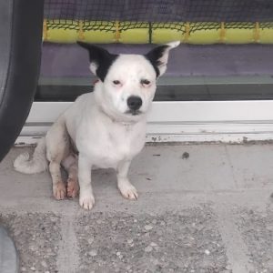 Βρέθηκε το σκυλάκι της φωτογραφίας στη Λαμία