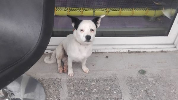 Βρέθηκε το σκυλάκι της φωτογραφίας στη Λαμία