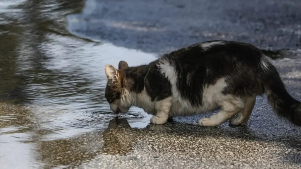 Φρίκη στην Ηλιούπολη: «Serial killer» ζώων πέταξε αποκεφαλισμένο γατάκι σε νηπιαγωγείο