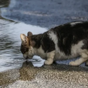 Φρίκη στην Ηλιούπολη: «Serial killer» ζώων πέταξε αποκεφαλισμένο γατάκι σε νηπιαγωγείο