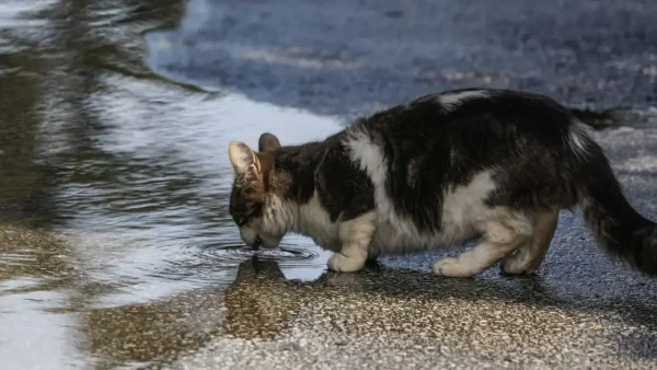 Φρίκη στην Ηλιούπολη: «Serial killer» ζώων πέταξε αποκεφαλισμένο γατάκι σε νηπιαγωγείο