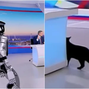 «Αναστάτωση» στο πλατό του ΣΚΑΪ με το ρομπότ Σοφία, τρόμαξε ο γάτος της εκπομπής και έφυγε τρέχοντας