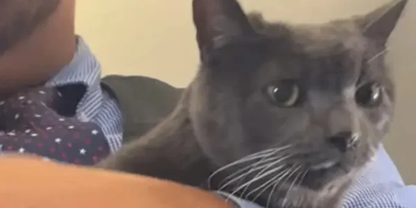 Απίθανο σκηνικό σε πτήση: Γάτα βγήκε από το κλουβί της και έψαχναν τον ιδιοκτήτη (BINTEO)