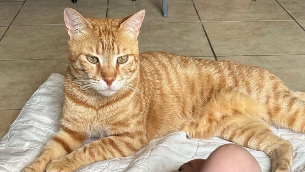 Ψάχνουμε τον γάτο της φωτογραφίας