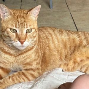 Ψάχνουμε τον γάτο της φωτογραφίας