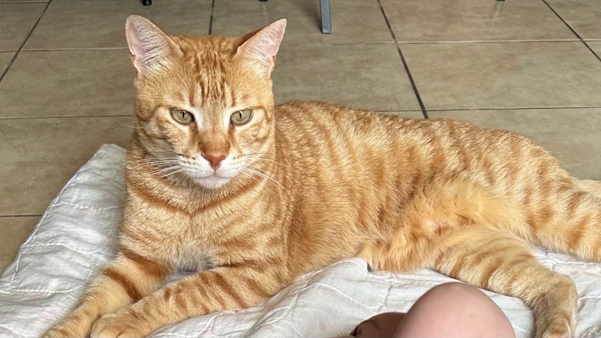 Ψάχνουμε τον γάτο της φωτογραφίας