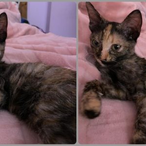 Προς υιοθεσία αυτό το γλυκό πλάσμα - Ας του δώσουμε μια μόνιμη στέγη!