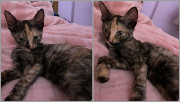 Προς υιοθεσία αυτό το γλυκό πλάσμα - Ας του δώσουμε μια μόνιμη στέγη!