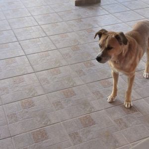 Βρέθηκε σκύλος στη Λαμία - Μήπως τον αναζητάτε;