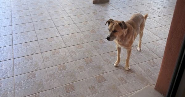 Βρέθηκε σκύλος στη Λαμία - Μήπως τον αναζητάτε;