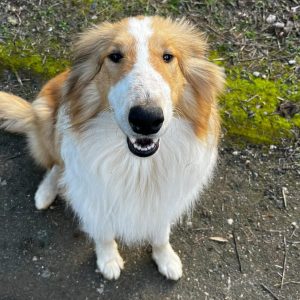 Χάθηκε ο Ίωνας - Βοηθήστε να τον βρούμε