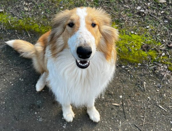 Χάθηκε ο Ίωνας - Βοηθήστε να τον βρούμε