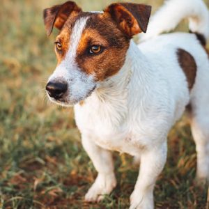 Χάθηκε Jack Russel από την N. Άμπλιανης