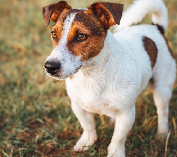 Χάθηκε Jack Russel από την N. Άμπλιανης