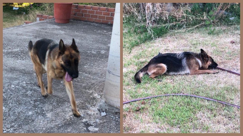 Χάθηκε λυκόσκυλο στην Αγία Μαρίνα Στυλίδας