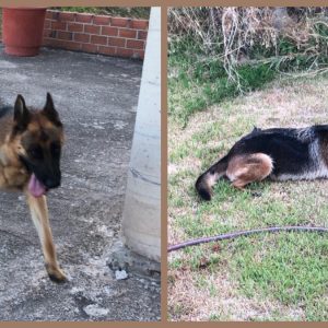 Χάθηκε λυκόσκυλο στην Αγία Μαρίνα Στυλίδας