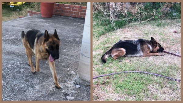 Χάθηκε λυκόσκυλο στην Αγία Μαρίνα Στυλίδας