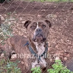 Ανησυχία μετά την τραγωδία με το πίτμπουλ που κατασπάραξε 2χρονο στη Ζάκυνθο – Πάνω από 2500 επιθέσεις σκύλων σε έναν χρόνο