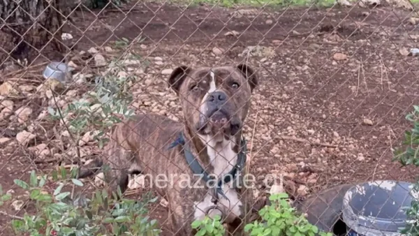 Ανησυχία μετά την τραγωδία με το πίτμπουλ που κατασπάραξε 2χρονο στη Ζάκυνθο – Πάνω από 2500 επιθέσεις σκύλων σε έναν χρόνο