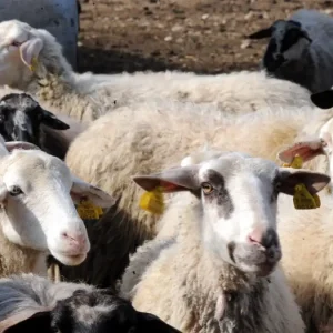 «Δεν υπάρχει μελέτη που να αναγνωρίζει την φυλή αιγοπροβάτων του Ρουμλουκίου» – Τι καταγγέλλεται για τον κτηνοτρόφο