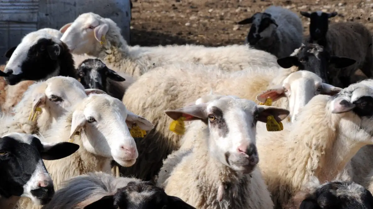 «Δεν υπάρχει μελέτη που να αναγνωρίζει την φυλή αιγοπροβάτων του Ρουμλουκίου» – Τι καταγγέλλεται για τον κτηνοτρόφο