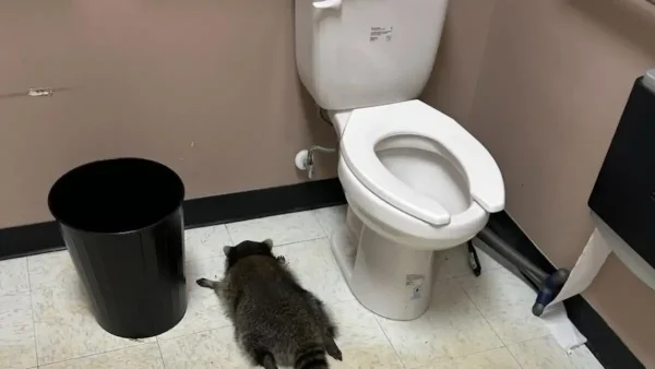 Ρακούν «διέρρηξε» κάβα και βρέθηκε λιπόθυμο μετά από... κατανάλωση αλκοόλ