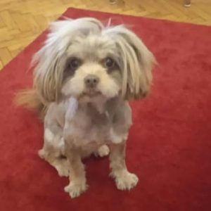 Χάθηκε ο Τσόκο - Βοηθήστε να τον βρούμε