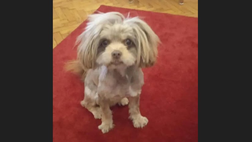 Χάθηκε ο Τσόκο - Βοηθήστε να τον βρούμε