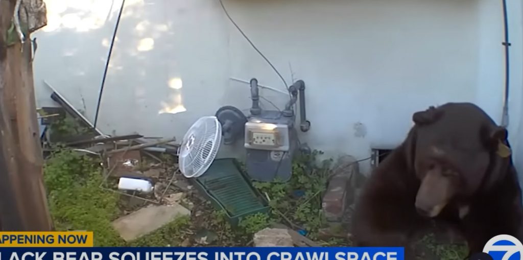 Πελώρια αρκούδα εγκαταστάθηκε στο υπόγειο σπιτιού - Άφωνος ο ιδιοκτήτης!