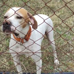 Χάθηκε ο "Στόρμι" - Μπορείτε να βοηθήσετε;