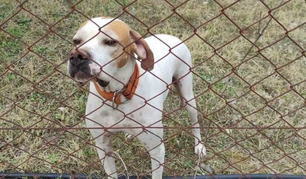 Χάθηκε ο "Στόρμι" - Μπορείτε να βοηθήσετε;