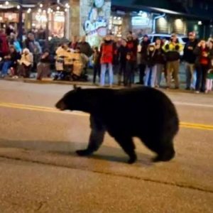 Αρκούδα εισέβαλε σε χριστουγεννιάτικη παρέλαση στο Τενεσί (ΒΙΝΤΕΟ)